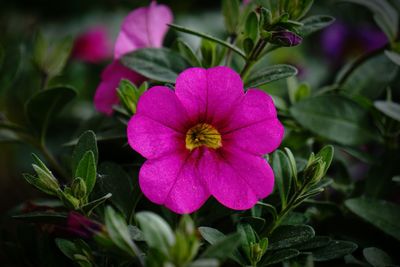 Close-up of pink flower