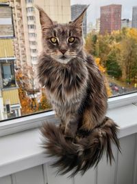 Close-up of cat