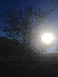 Sun shining through bare trees