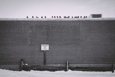 Birds on building