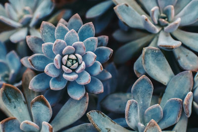 Close-up of succulent plant