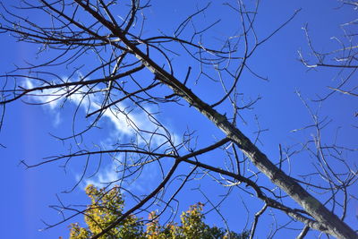 Low angle view of bare tree against blue sky