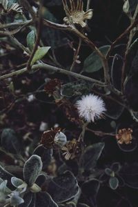 Close-up of dandelion growing outdoors