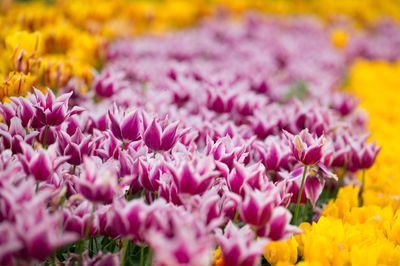 Full frame of yellow flowers