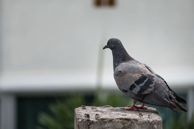 Close-up of pigeon perching on retaining wall