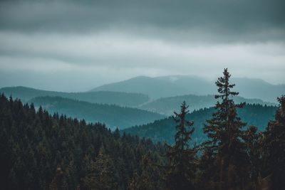 Scenic view of pine trees against sky