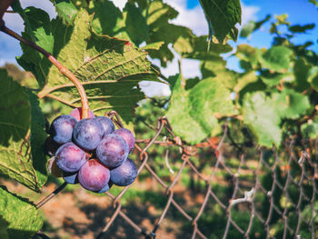 Close-up of berries growing on tree