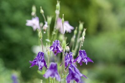 Close-up of purple flowering plant on field