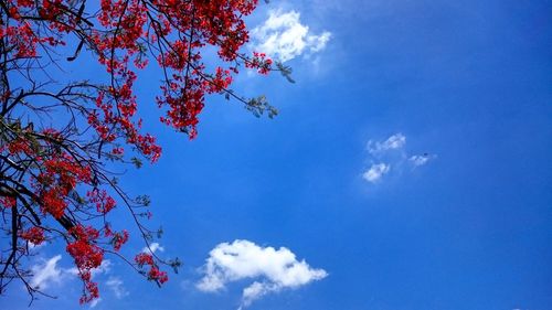 Low angle view of trees against blue sky