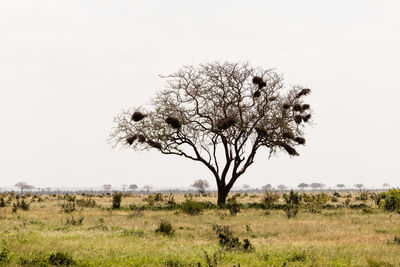 Tree on field against clear sky