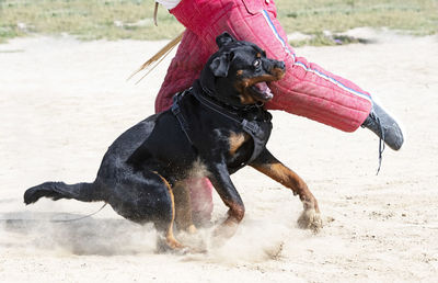 Portrait of dogs running on sand at beach