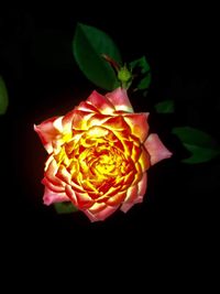 Close-up of hand holding flower against black background