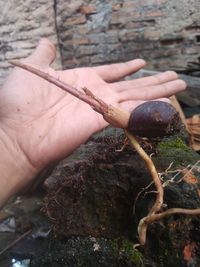 Cropped hand of person holding plant