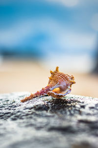 Close-up of shell on rock