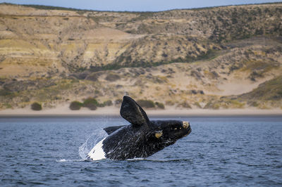 Close-up of swimming in sea