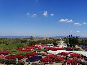 Flowers growing on field against blue sky