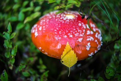 Close-up of red mushroom growing on plant