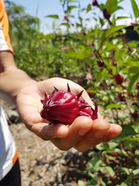 Close-up of hand holding fruits