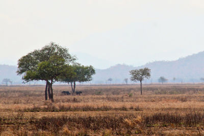 Trees on field against sky