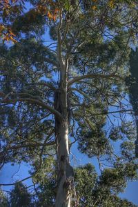 Low angle view of trees in forest against sky