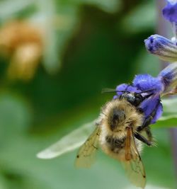 Close-up of bee pollinating on purple flower