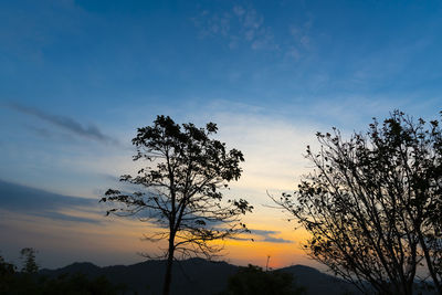 Low angle view of silhouette tree against sky at sunset