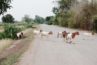 View of cows walking on road