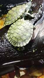 Close-up of leaf floating on water