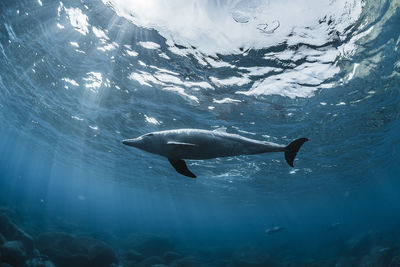 High angle view of swimming in sea