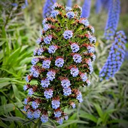 Close-up of purple flowering plant