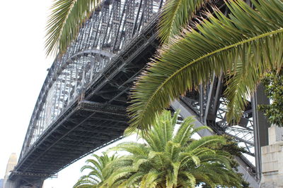 Low angle view of palm trees