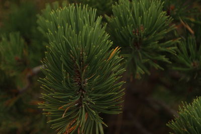 Branch tree pine in mountain