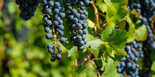 Burgundy grapes at a grapevine close-up