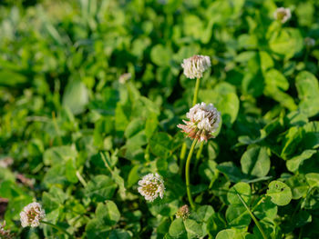 Close-up of white flowering plants