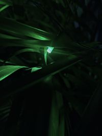 Close-up of illuminated light trails on plant at night