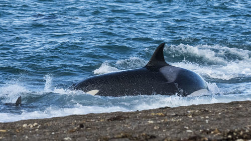 Close-up of whale swimming in sea