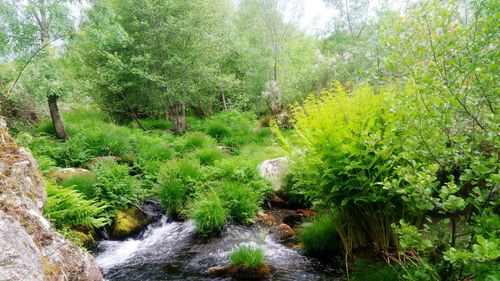 Scenic view of waterfall in forest