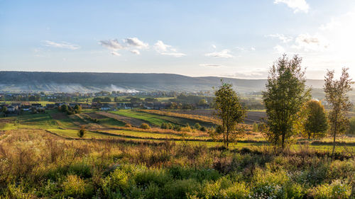 Scenic view of agricultural field against sky