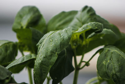 Close-up of water drops on plant