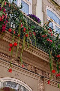 Low angle view of potted plants on building