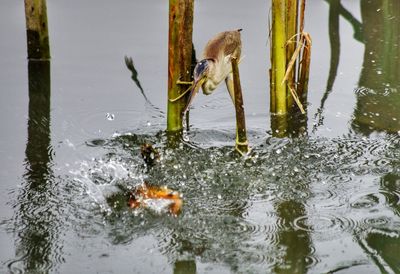 Close-up of ducks swimming on lake