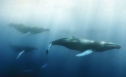 Group of whales swimming in sea