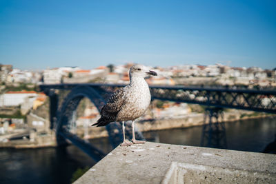 Seagull perching on railing against sky