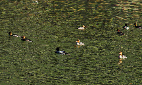 High angle view of ducks swimming in lake