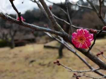 Close-up of pink flower blooming on tree