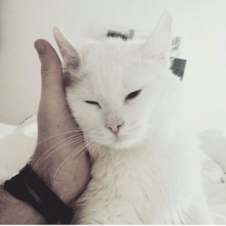 domestic cat, cat, indoors, feline, domestic animals, pets, animal themes, one animal, whisker, mammal, relaxation, white color, close-up, animal head, home interior, portrait, looking at camera, resting, lying down, no people