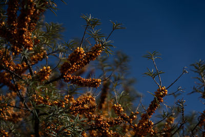 Low angle view of flowering plants against sky