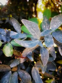 Close-up of wet leaves on land