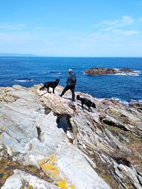 View of horse on rock by sea against sky