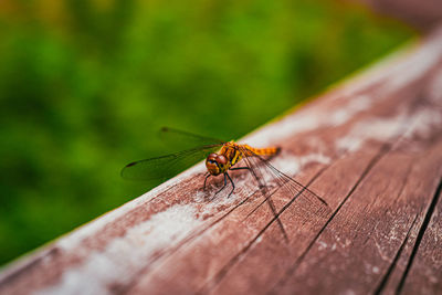 Close-up of insect on wooden plank